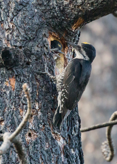 A Black-backed Woodpecker visits its nest in a burned tree trunk.